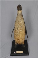 Emperor Penguin Collection Image, Figure 8, Total 11 Figures